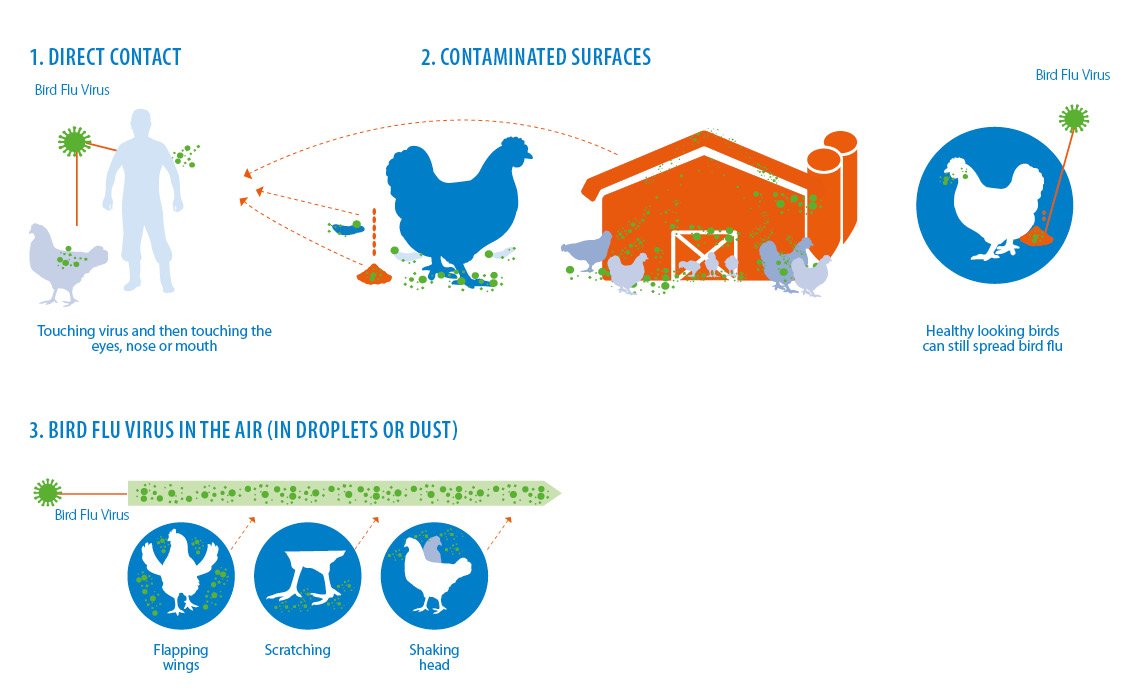 Avian Influenza CID LINES